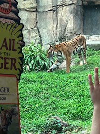 Asia - Trail of the Tiger photo 6
