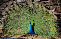 Dickerson Park Zoo photo 6