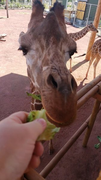 Lincoln Children's Zoo photo 2