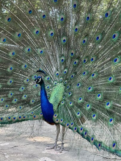Lincoln Children's Zoo photo 6