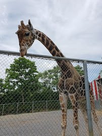 Natural Bridge Zoo photo 4