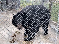 Natural Bridge Zoo photo 6