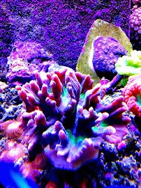 Red rock aquatics photo 2