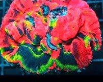 Red rock aquatics photo 5