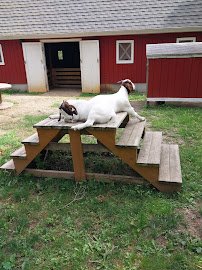 Plamann Park Children's Farm photo 3