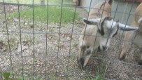 Plamann Park Children's Farm photo 6
