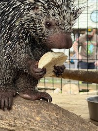 Darby Safari photo 3