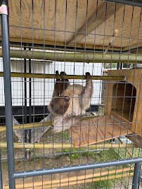 Darby Safari photo 4