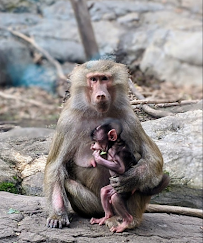 Prospect Park Zoo photo 6