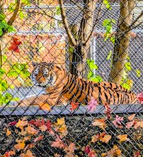 Seneca Park Zoo photo 4