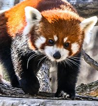 Seneca Park Zoo photo 6