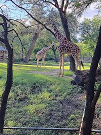 Brookfield Zoo Chicago South Gate photo 6