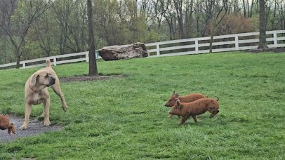Green Meadows Petting Farm photo 2