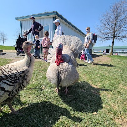 Green Meadows Petting Farm photo 6
