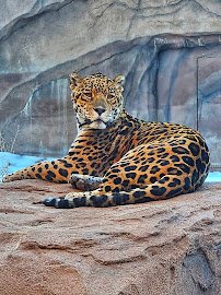 Bearizona Wildlife Park photo 3