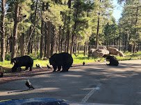 Bearizona Wildlife Park photo 4