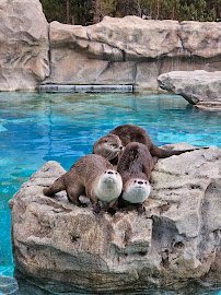 Bearizona Wildlife Park photo 5