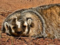 Bearizona Wildlife Park photo 6