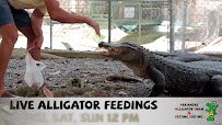 Arkansas Alligator Farm & Petting Zoo photo 2