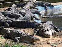 Arkansas Alligator Farm & Petting Zoo photo 3