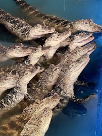 Arkansas Alligator Farm & Petting Zoo photo 4