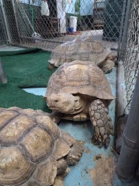 Arkansas Alligator Farm & Petting Zoo photo 6