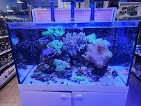 Aquatic City Aquariums photo 4