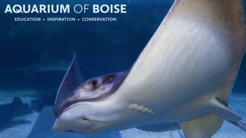 Aquarium of Boise