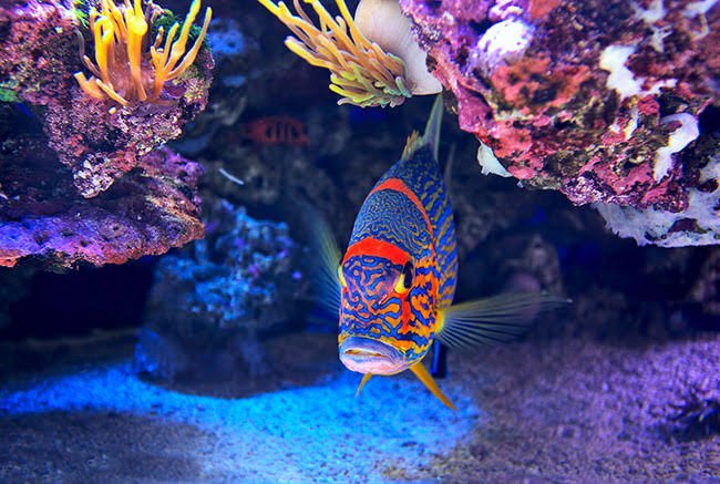 Aquarium of Boise photo 5