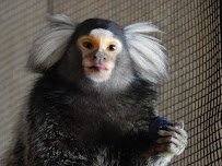Zoo Safari USA photo 2