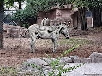 Detroit Zoo Safari Station
