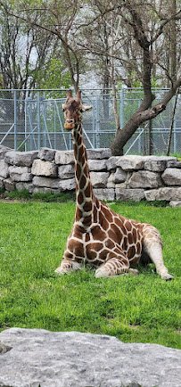 Detroit Zoo Safari Station photo 3