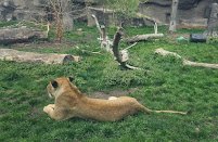 Detroit Zoo Safari Station photo 6