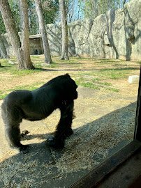 Gorilla Exhibit