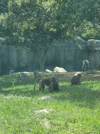 Gorilla Exhibit photo 2