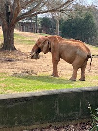 Gorilla Exhibit photo 3