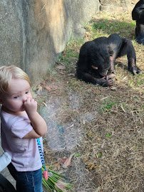 Gorilla Exhibit photo 4