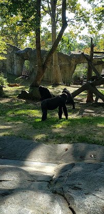 Gorilla Exhibit photo 5