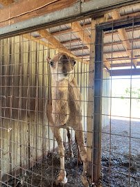 Zootastic Drive Thru SAFARI photo 3