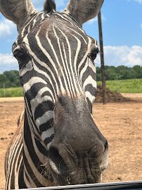 Zootastic Drive Thru SAFARI photo 4