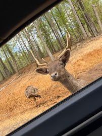 Zootastic Drive Thru SAFARI photo 5