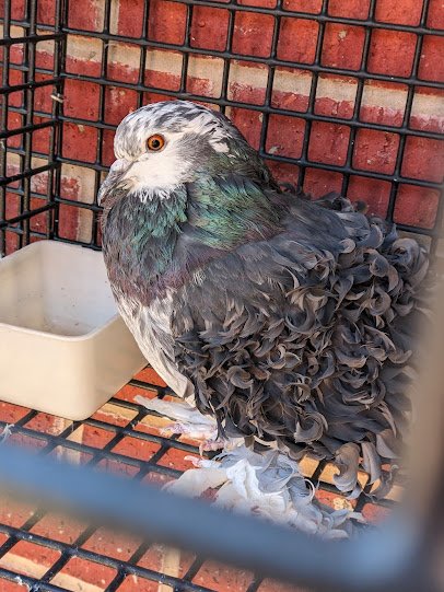 The American Pigeon Museum & Library photo 6