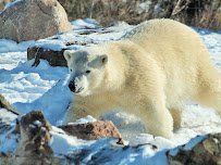Polar Frontier