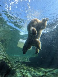 Polar Frontier photo 5