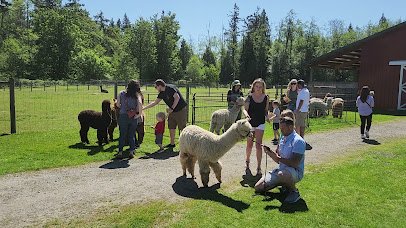 Sunny Alpacas photo 2