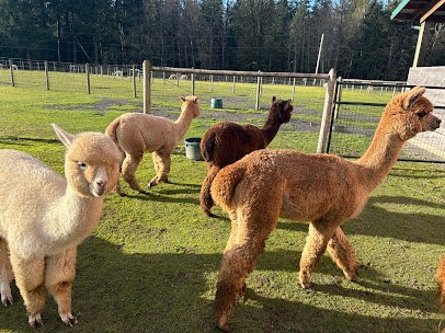 Sunny Alpacas photo 3