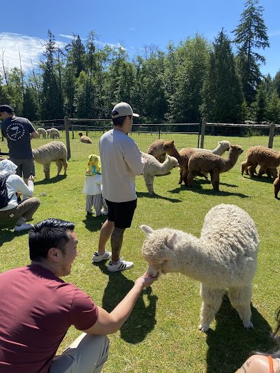 Sunny Alpacas photo 4