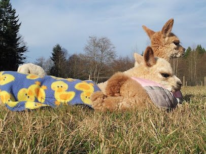 Sunny Alpacas photo 6