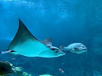Seattle Aquarium Ocean Pavilion photo 6