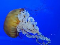 Oregon Coast Aquarium photo 4